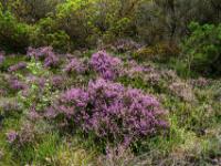 Große Büschel blühender Besenheide